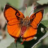 Axiocerses amanga